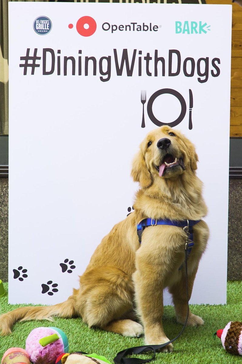 OpenTable's tweet photo. We're celebrating #NationalPuppyDay all weekend long! #FlashbackFriday to our #DiningWithDogs event! Check out one of your local dog-friendly restaurants this weekend: https://t.co/MjTAN3Is7o https://t.co/2VQQOaYbQt