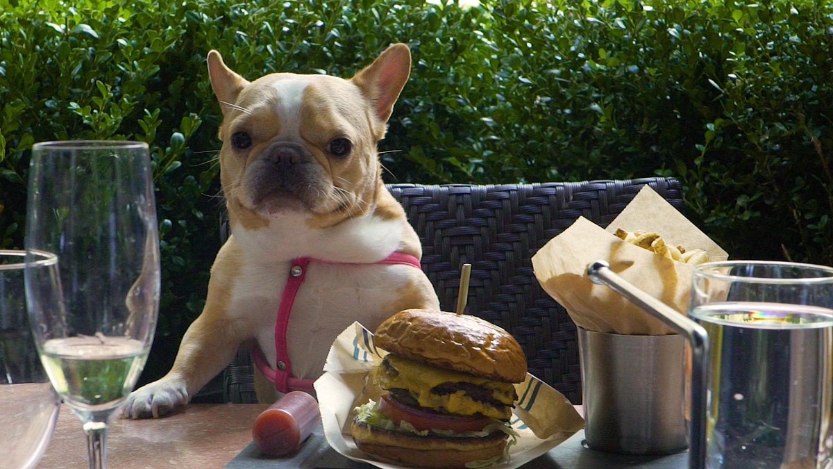 OpenTable's tweet photo. We're celebrating #NationalPuppyDay all weekend long! #FlashbackFriday to our #DiningWithDogs event! Check out one of your local dog-friendly restaurants this weekend: https://t.co/MjTAN3Is7o https://t.co/2VQQOaYbQt