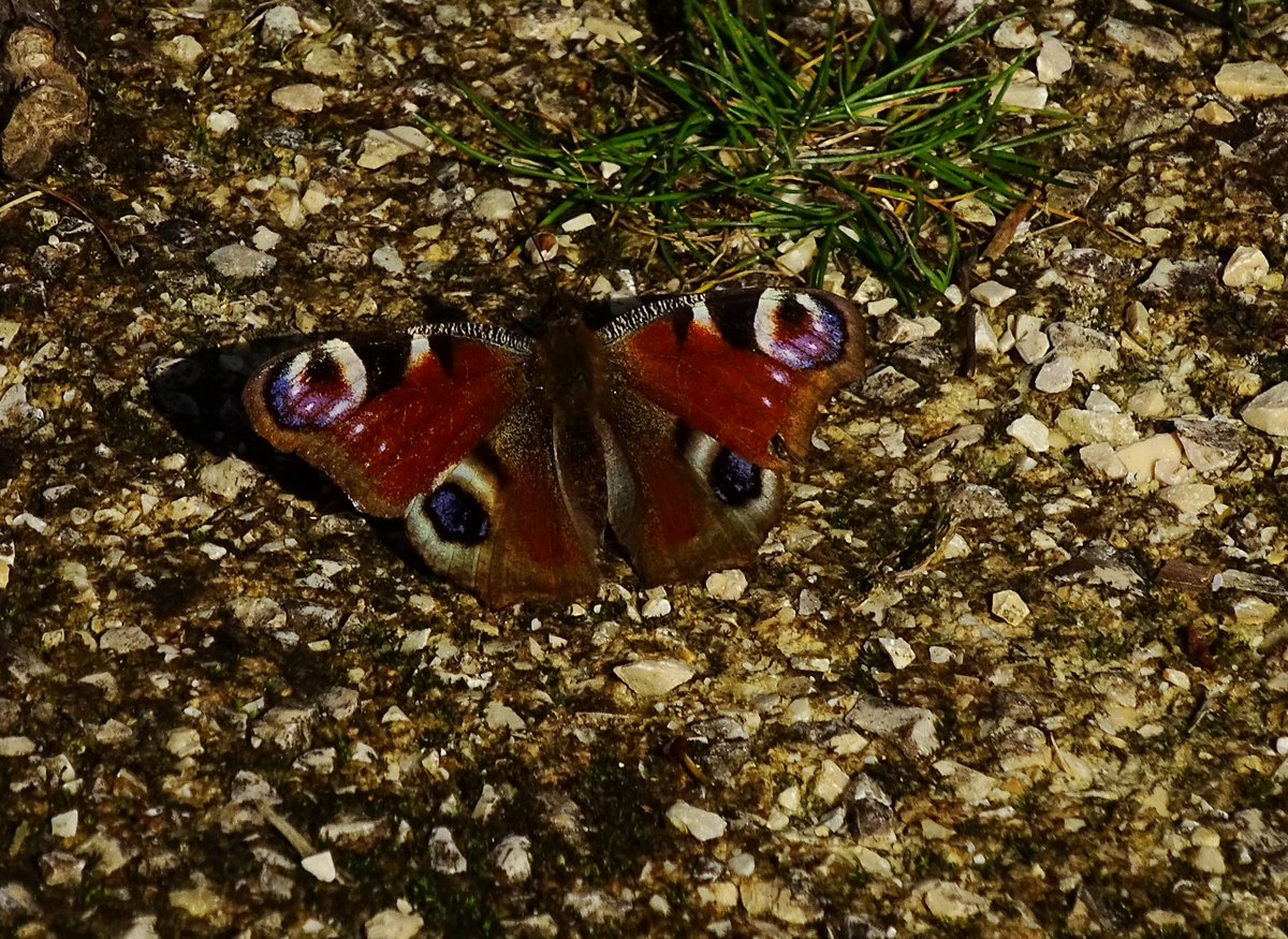 CCommijs's tweet photo. En ook deze #Dagpauwoog wilde wel even op de foto 🦋😍🦋💃💃💃💃
#Vlinder #lente https://t.co/diPmPYcNdE