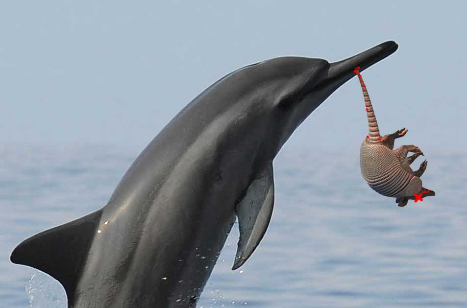 GTenrec's tweet photo. Artist's rendition of the upcoming Dolphin vs. Armadillo #2019MMM battle. 
#TeamDolphin
#TeamNotArmadillo https://t.co/JBen29r9dg