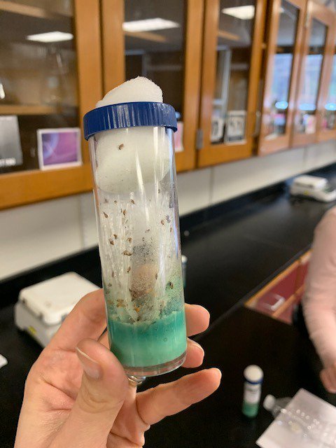 DolanBio's tweet photo. Fun with drosophila in AP bio https://t.co/9aPagJgaXX