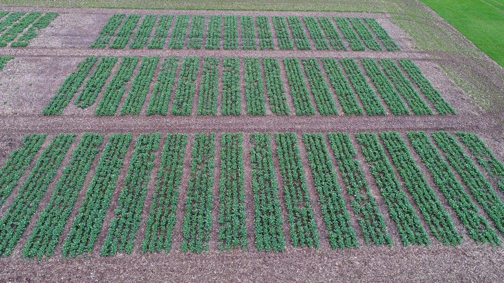 Polysulphate's tweet photo. How does autumn #sulphur fertilization benefit crop establishment & yield?
We look forward to sharing the results of this #trial of winter oilseed rape fertilized with ICL @FertilizerpluS products (@Polysulphate, #ICLPotashpluS and #ICLPKpluS). https://t.co/3QbOeAr4KL