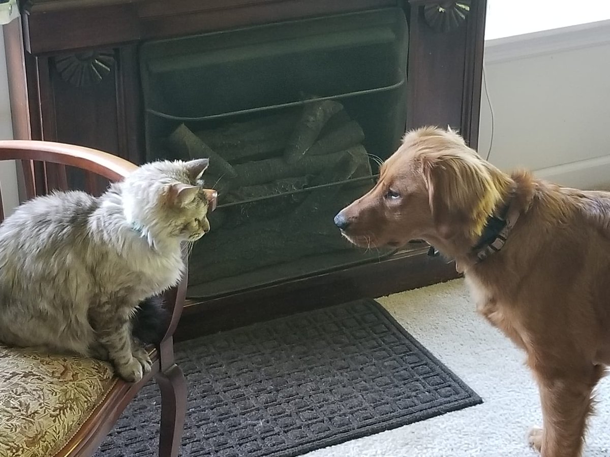 yetterins's tweet photo. It's a #showdown. Who's going to win? #TeamGrace or #TeamCaileigh #FamilyFriday #YetterCares #YetterInsurance #LifeInsurance 

😼  vs 🐶 https://t.co/tXCndMQkji