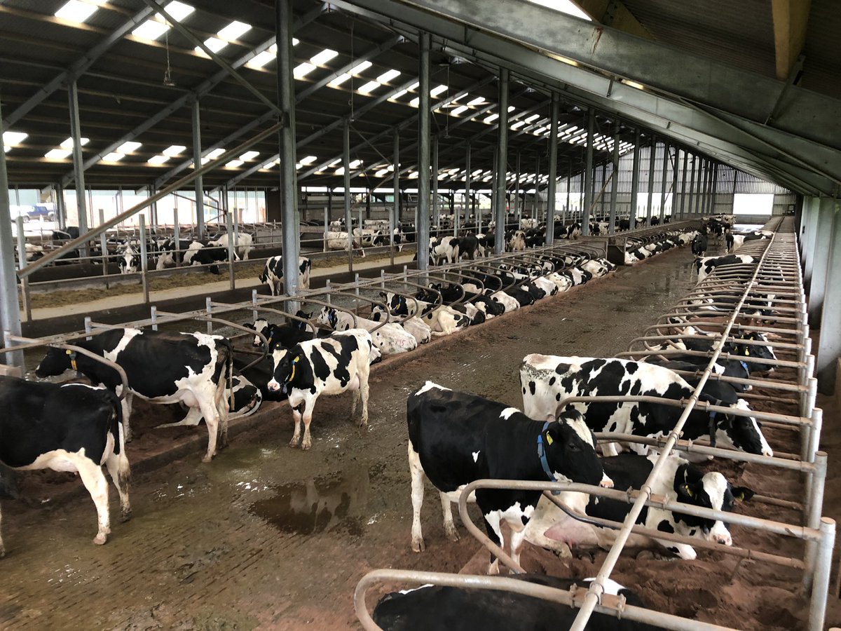 Love sand, 18 months in and the cows are averaging 42L/day