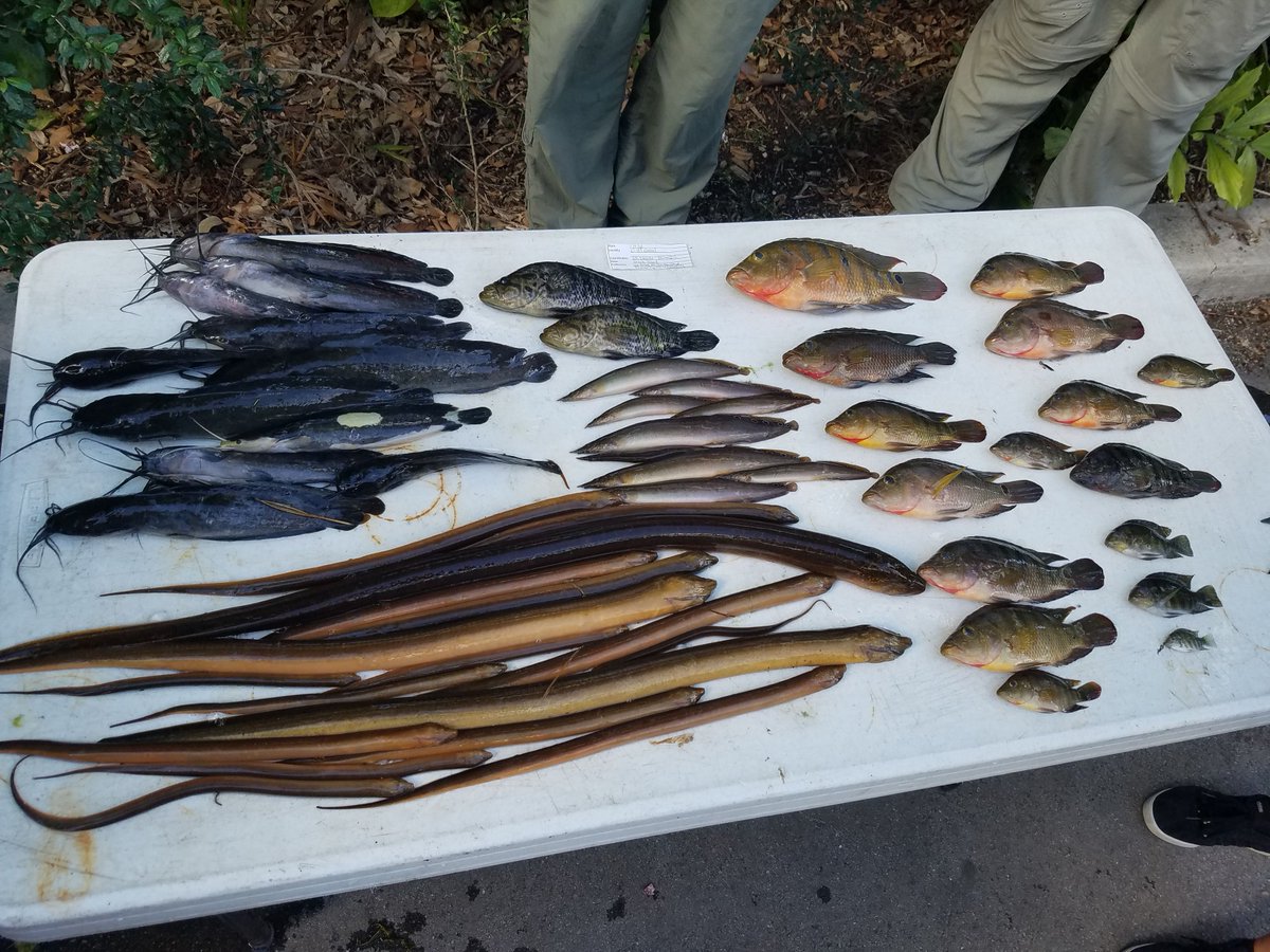 USGS's tweet photo. #FishSlam comes to Vero Beach, FL 3/27-28. @USGS will lead teams of experts on a scientific scavenger hunt for non-native fishes in freshwater. Twice a year Fish Slams help document non-native fish species'  arrival and expansion. USGS Photo: Nov 2018 Fish Slam, Miami. https://t.co/w1YCTaON3n