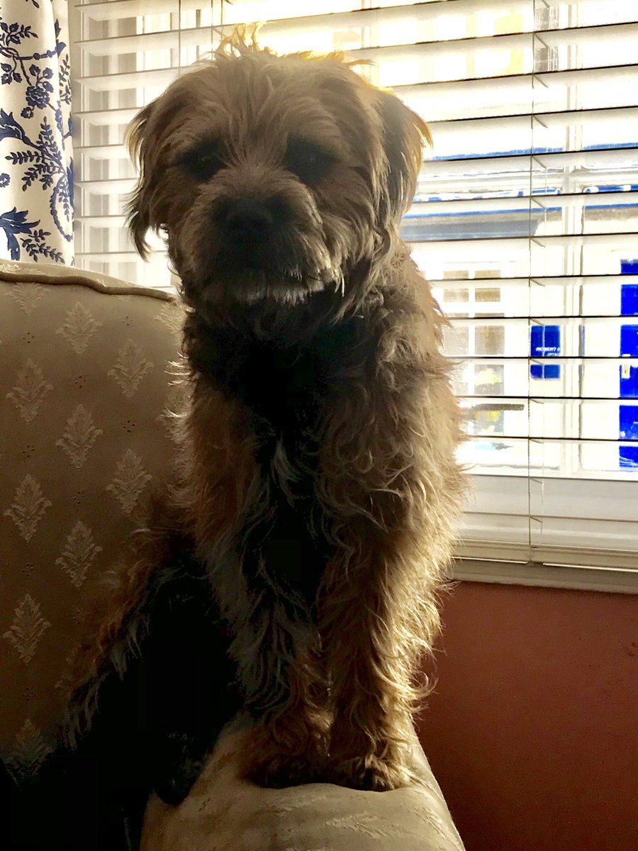 mac_brooke4's tweet photo. Pulled a liggerment, they said. No runnin and jumpin, they said. So I run strate in and jump on me lookout chair 🤪 https://t.co/1vThKm4TSG