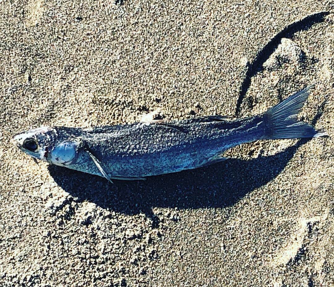 Suicidio di massa...🐟🐟🐟
