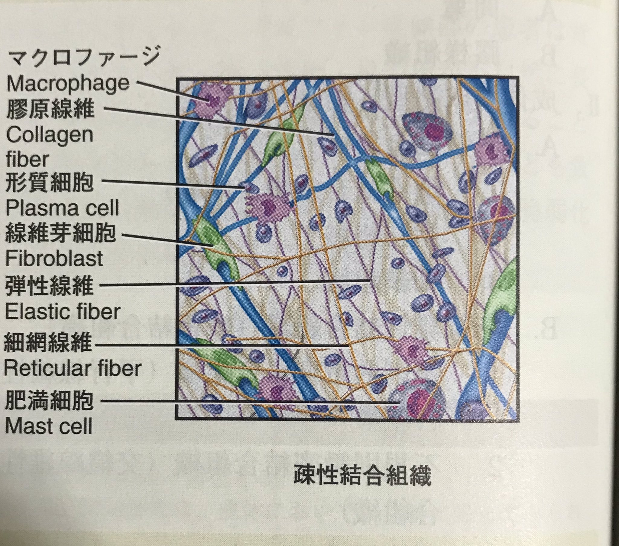 キクティー トレーニング 解剖学 浅筋膜 深筋膜コラーゲン層の間 筋周膜 筋内膜は組成がまばら つまり 疎 であり疎性結合組織と呼ばれる この部分は基質成分を多く含み 可塑性に富んでいる 疎性結合組織の粘性が変化し 肥厚すると固有感覚が障害され