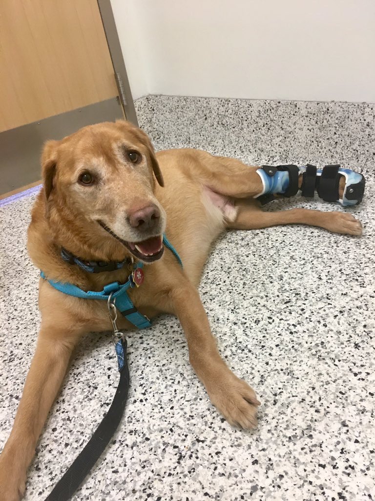 dog_rates's tweet image. This is Rowan. He fell and hurt his paw during a hike. A fancy custom brace is helping him walk around right now, but he’ll need surgery and physical therapy to get back to 100%. He’s still in very good spirits and you can help him get better below. 13/10

gofundme.com/rally-for-rowan