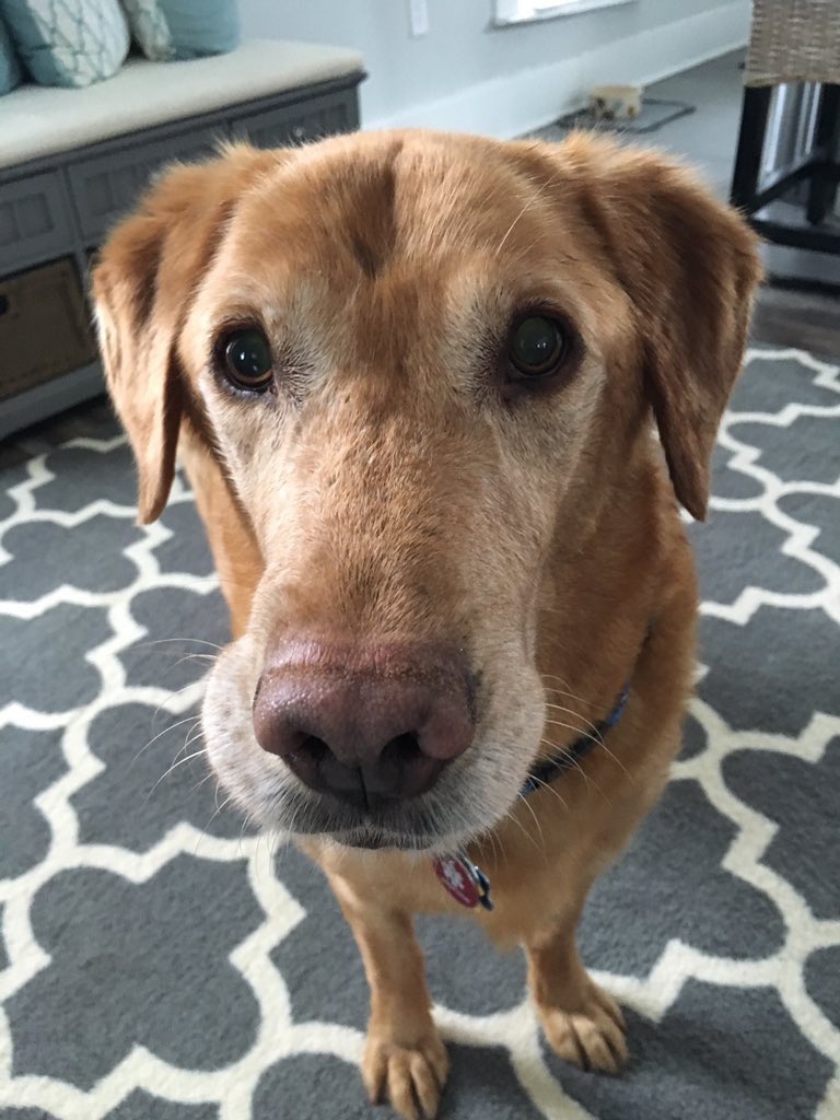 dog_rates's tweet image. This is Rowan. He fell and hurt his paw during a hike. A fancy custom brace is helping him walk around right now, but he’ll need surgery and physical therapy to get back to 100%. He’s still in very good spirits and you can help him get better below. 13/10

gofundme.com/rally-for-rowan