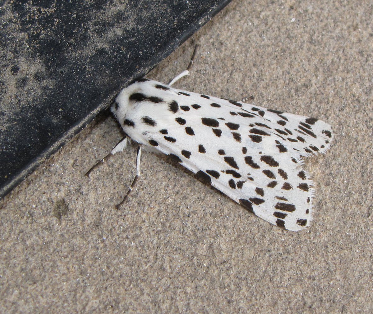 facts_hedgehog's tweet photo. @teambattoilet @spencerj1212 @Mammals_Suck @Ratatosk4 @radiationmouth Tiger beetle, tiger moth, tiger lily, tiger quoll - all spotted. Tigers must have spots, it's the only rational explanation.

#2019MMM #TigersHaveSpots https://t.co/TbKwDKGpEC