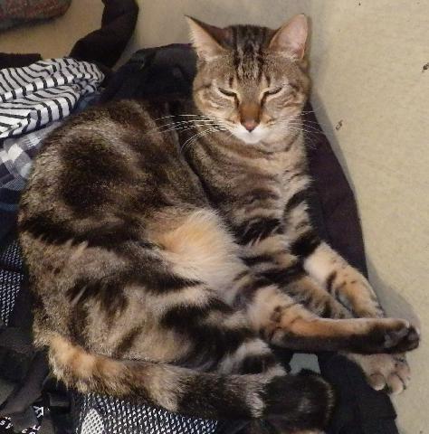 Alerte Animaux Perdu Perdu Chat Tigre Noir Et Marron Nomme Indo A Billom 63 Europeen T Co Jlvlkpm87o Alerte Animaux Perdu Perdu Chat Tigre Noir Et Marron Nomme Indo A Billom 63 Europeen T Co Jlvlkpm87o