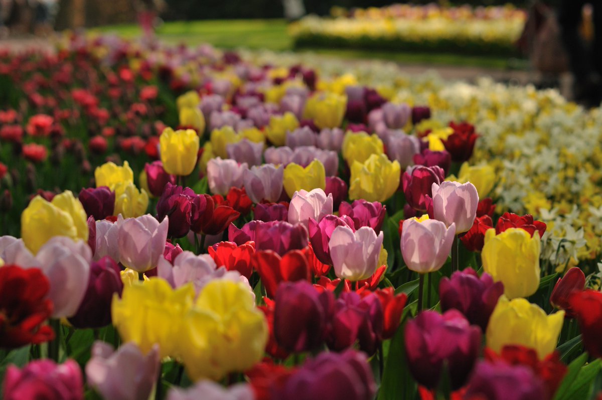 2 for 1 - Tulip Tour- 8 Day - Last Minute Discount - mailchi.mp/tripsite/2-for…