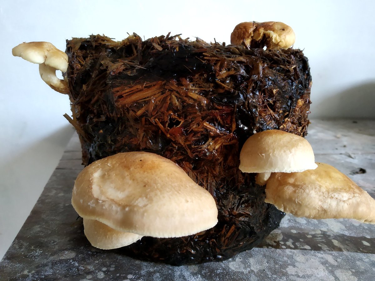 rpcau's tweet photo. Shiitake mushroom cultivation in Bihar https://t.co/6PsrqL4v2M