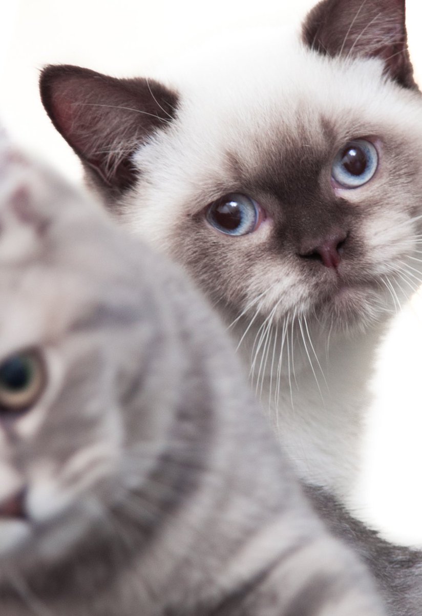 The #Finchley #Vet is #felinefriendly 😺😺

#Cat sized equipment - We stock specific equipment reserved only for #cats, which is the right size and shape for them, meaning that we can treat and get them back to health more effectively.
&amp; more: thefinchleyvet.co.uk/feline-friendl…