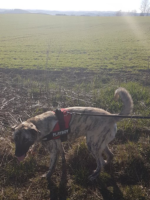 A friend of mine walks shelter dogs and today I joined him and spent almost 2 hours with this good boy<a href="/tag/sexy"class="tags"><span>#sexy</span></a><a href="/tag/boobs"class="tags"><span>#boobs</span></a><a href="/tag/chubby"class="tags"><span>#chubby</span></a><a href="/tag/chaturbate"class="tags"><span>#chaturbate</span></a>