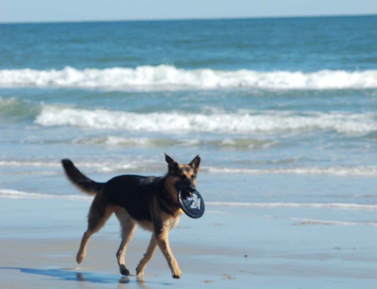 BooeRealty's tweet photo. Why not celebrate #NationalPuppyDay by letting your pup run free on the beach? Our canine companions love the beach as much as we do! What better #FridayFeeling than seeing our fur babies enjoy the freedom! #puppylove #booebeachdays https://t.co/ASc4HPGeLM