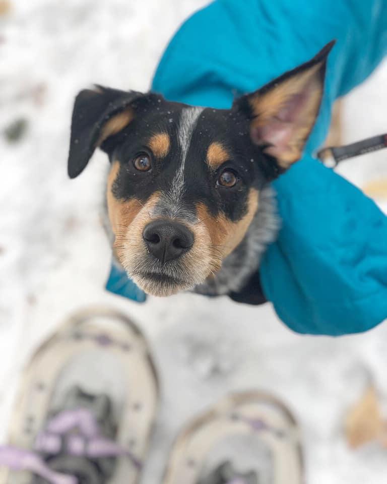 ClaasEhlers's tweet photo. On #NationalPuppyDay shout out to @PetSmartChariTs for its great partnership w/@fpnational. We get so many inquiries about pets; because of #Petswithapromise we can serve families & keep children united w/ their best friends. (Here's our office's favorite puppy!) https://t.co/UXS5HpxOI0