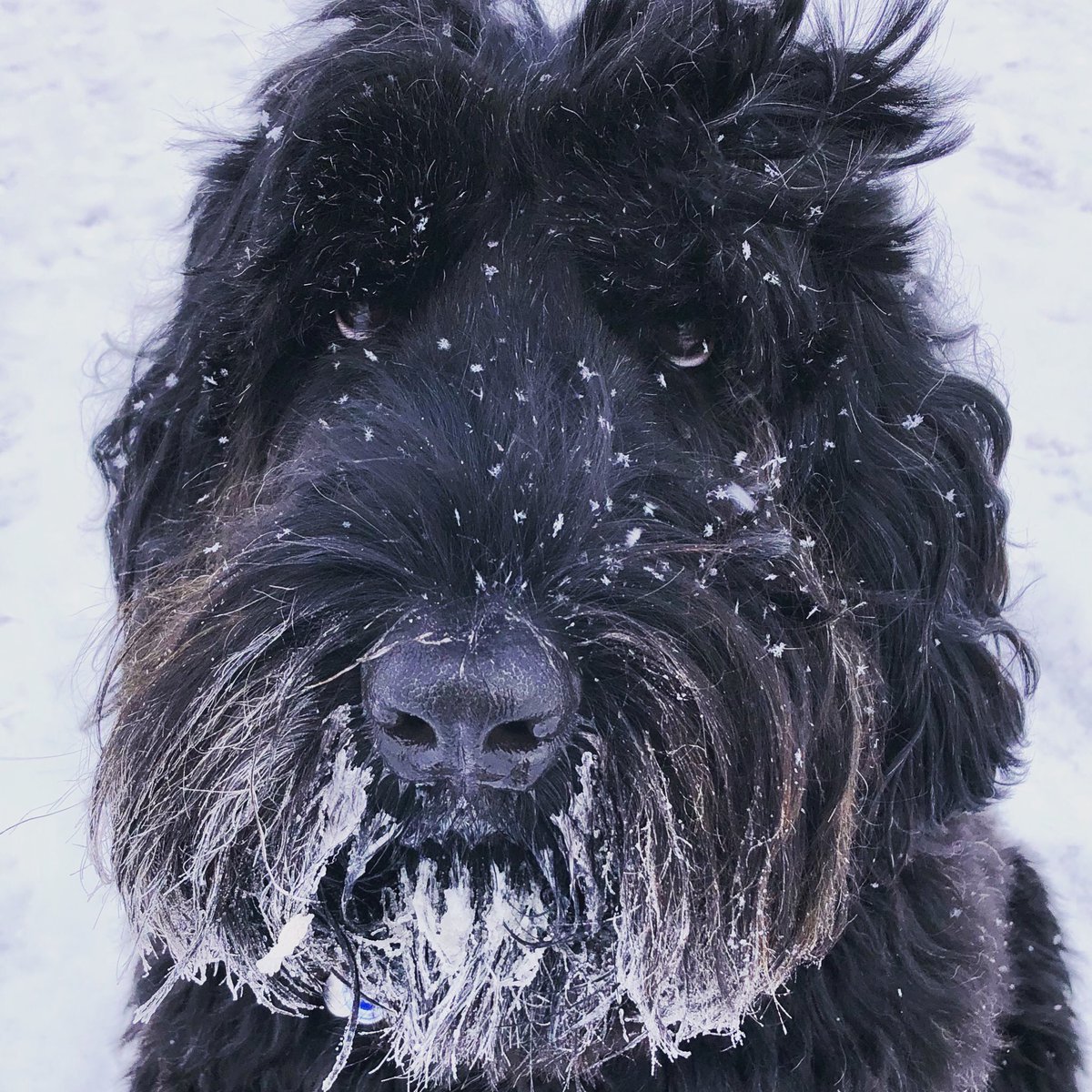 LJFF's tweet photo. @GlobalCalgary Czar for #NationalPuppyDay https://t.co/jNUJE98CXZ
