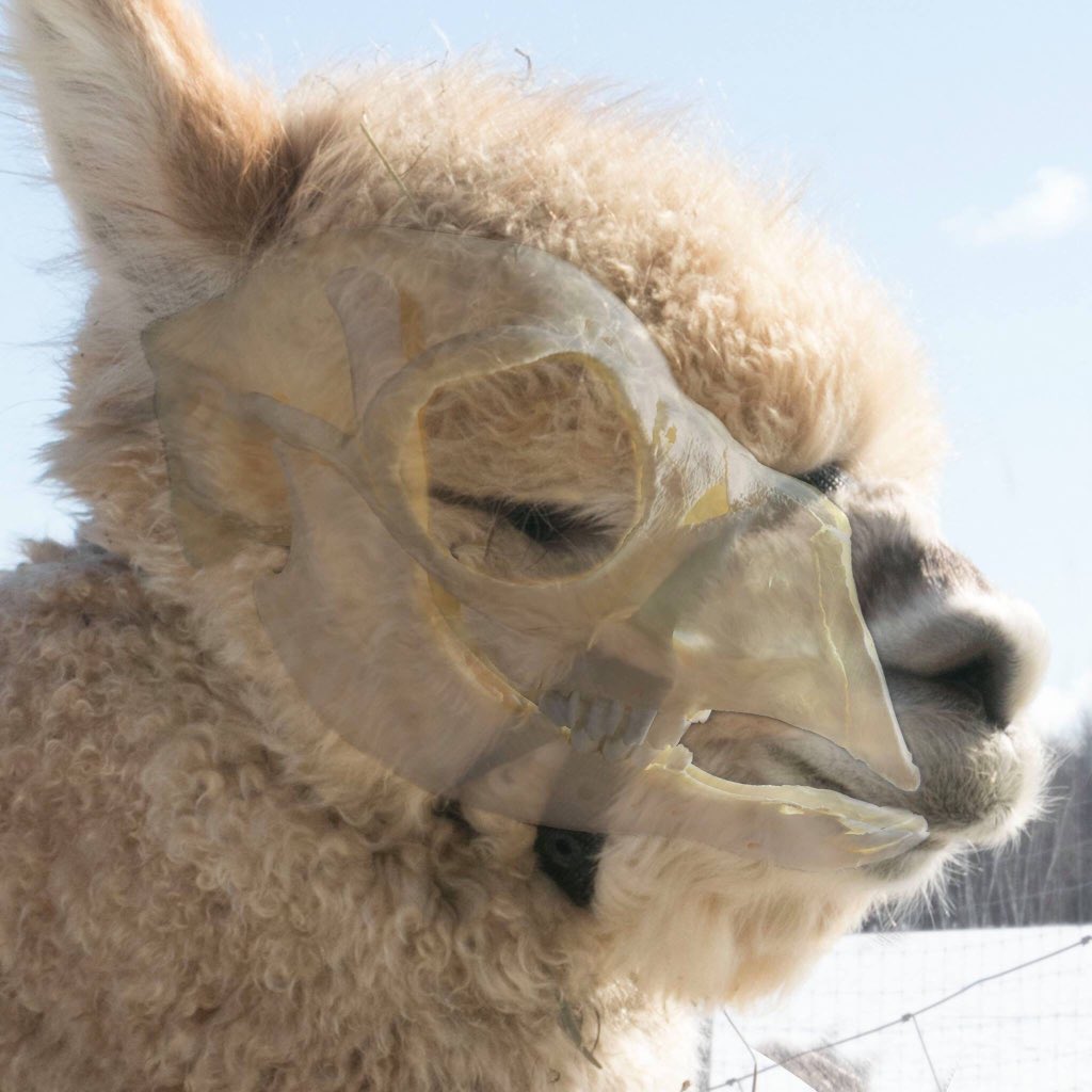 ElderwoodFarms's tweet photo. This is a great photo showing proper halter fit. Due to the skull structure, the halter needs to sit high on the face so that it does not inhibit breathing. #elderwoodfarms #elwd #alpaca #alpacas #halter #halters #alpacafarm #farm #farmlife Photo credit: @alpagas_fibrefine https://t.co/U4QAR6cUA1