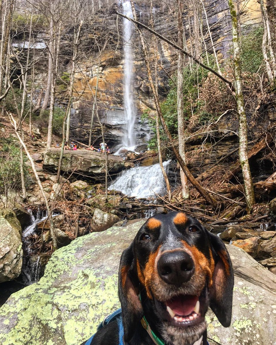 Greenville_SC's tweet photo. Smile! It's #NationalPuppyDay! We wanna see your fur babies exploring #yeahTHATgreenville, so reply with some pics and use the hashtag! 💚

[📷: alycialynnandrade on Instagram] https://t.co/RLFT3U8upM