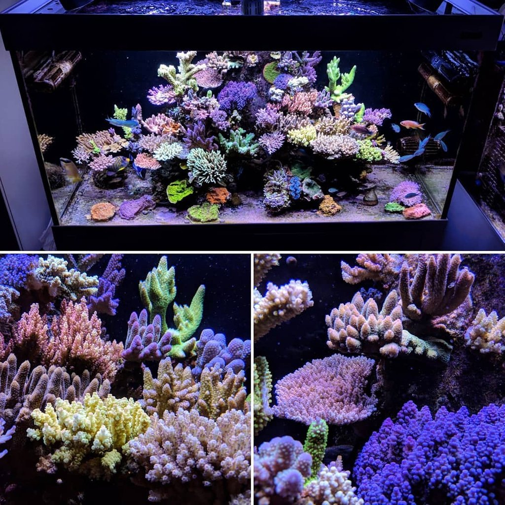 Kessil's tweet photo. This SPS tank from IG user @bill.morgan.98622 is supplemented with both A360 and A160 Tuna Blues . . . Incredible! 👏👏👏

via IG user @ommeh https://t.co/wYXvdLFPij