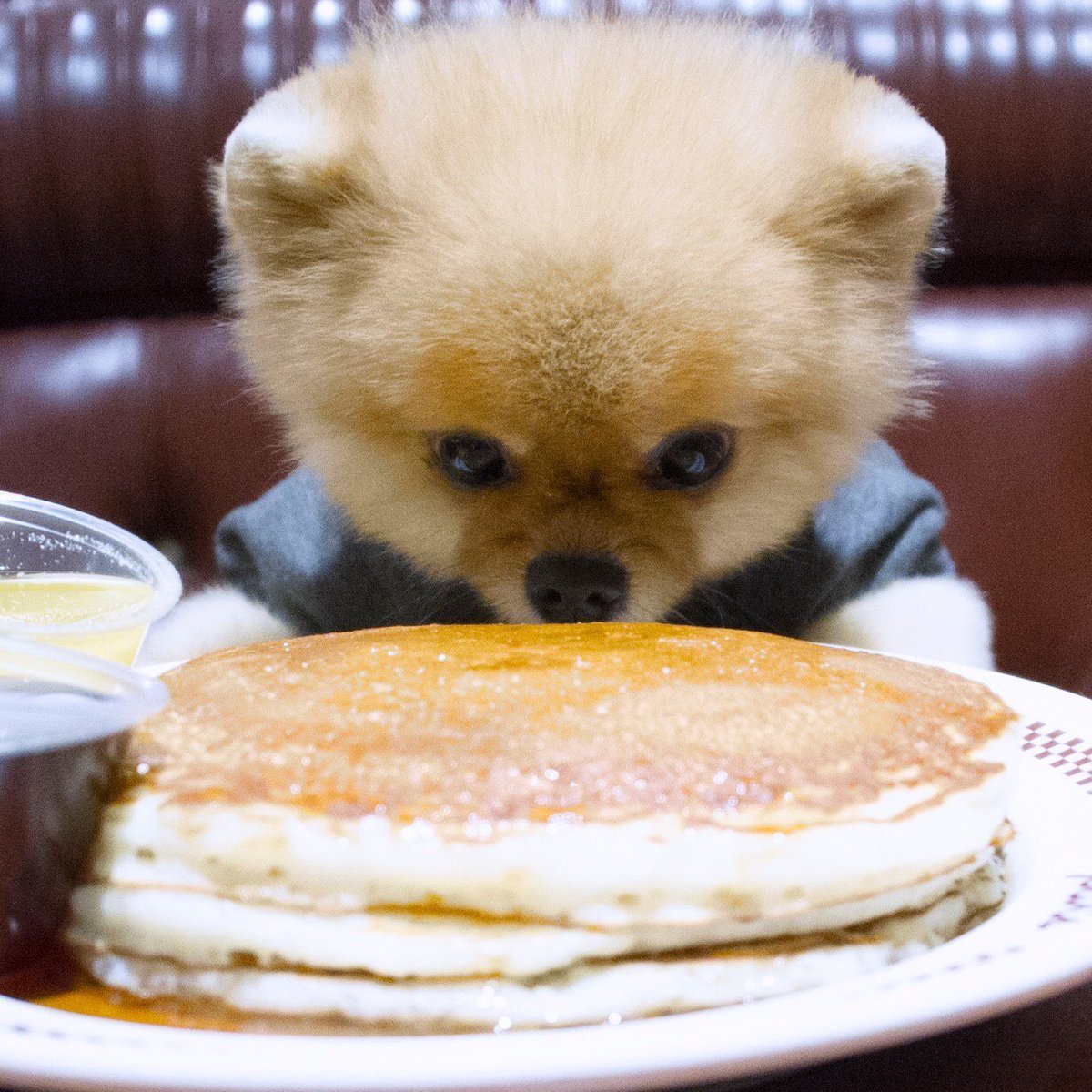 BuddEDog's tweet photo. Gimmie the pancakes! https://t.co/Zqhd8oYuiw