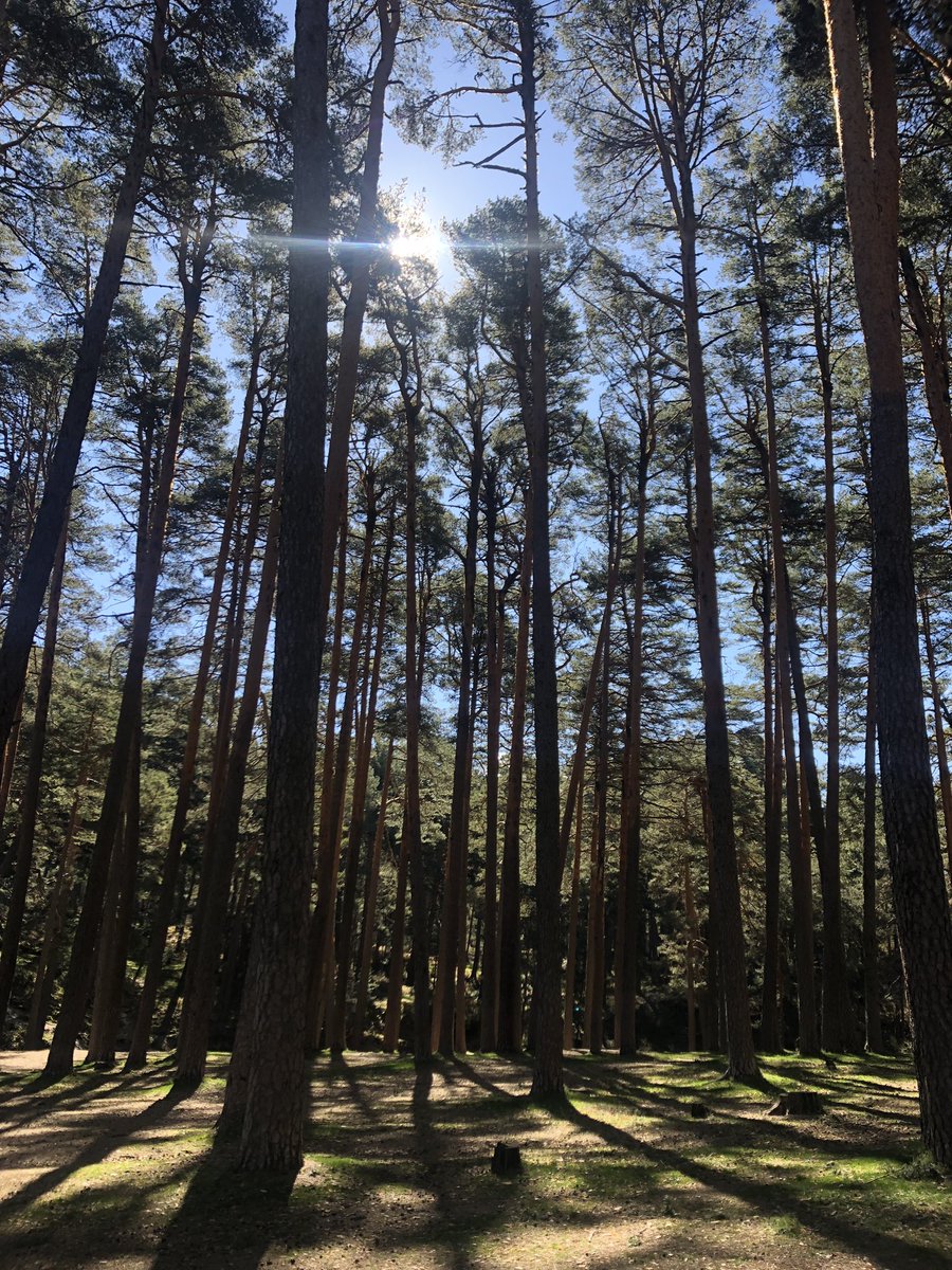 liquidworkspro's tweet photo. Nosotros celebramos el #DiaInternacionaldelosBosques y el #DiaMundialdelAgua rodando en la naturaleza
#Valsaín #Segovia #liquidworks https://t.co/Ne55Z2itZ4