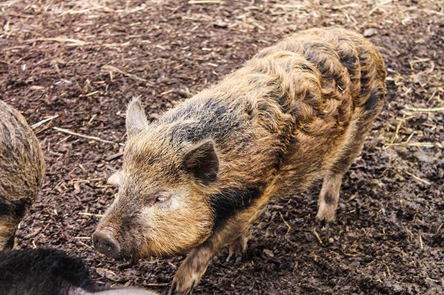 kewlittlepigsuk's tweet photo. Whoโs looking forward to a โpigโtastic weekend?! We are!!๐ทโค๏ธ๐ท โโโโโโโโโโโโโโโโโโโโโโโโโโโ #kewlittlepigs #kewlittlepigsfarm #timetoshine #nationalpigday #pigsta #pigsofinstagram #pigs #piglets #piggies #loveyourself #loveyourpetday https://t.co/4loUKtYyd1 https://t.co/QQPvEspnkQ