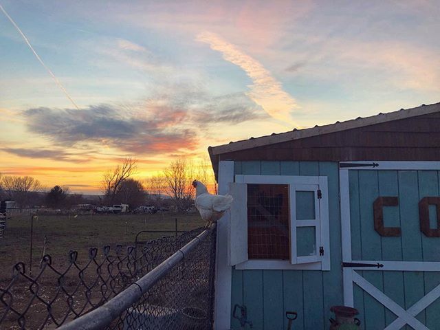 CoopCrate's tweet photo. Warm spring nights make my heart happy ❤️ #chickensofig #backyardflock #fluffbuttfriday https://t.co/ADoMM4grDT https://t.co/aQOofTNOd1