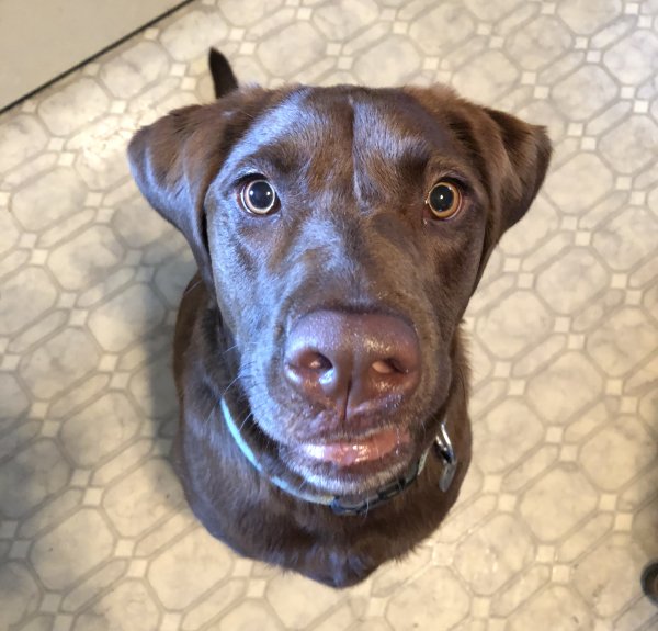 dcplibrary's tweet photo. Today is #NationalPuppyDay, so, if you've got dog pics, we want to see 'em &amp; learn their dog ratings. (CC: @WeRateDogs) #RubyTheDog https://t.co/anY5LNOCDD