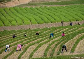 congtyip's tweet image. luatsuhiep.vn/tu-van-luat/lu…