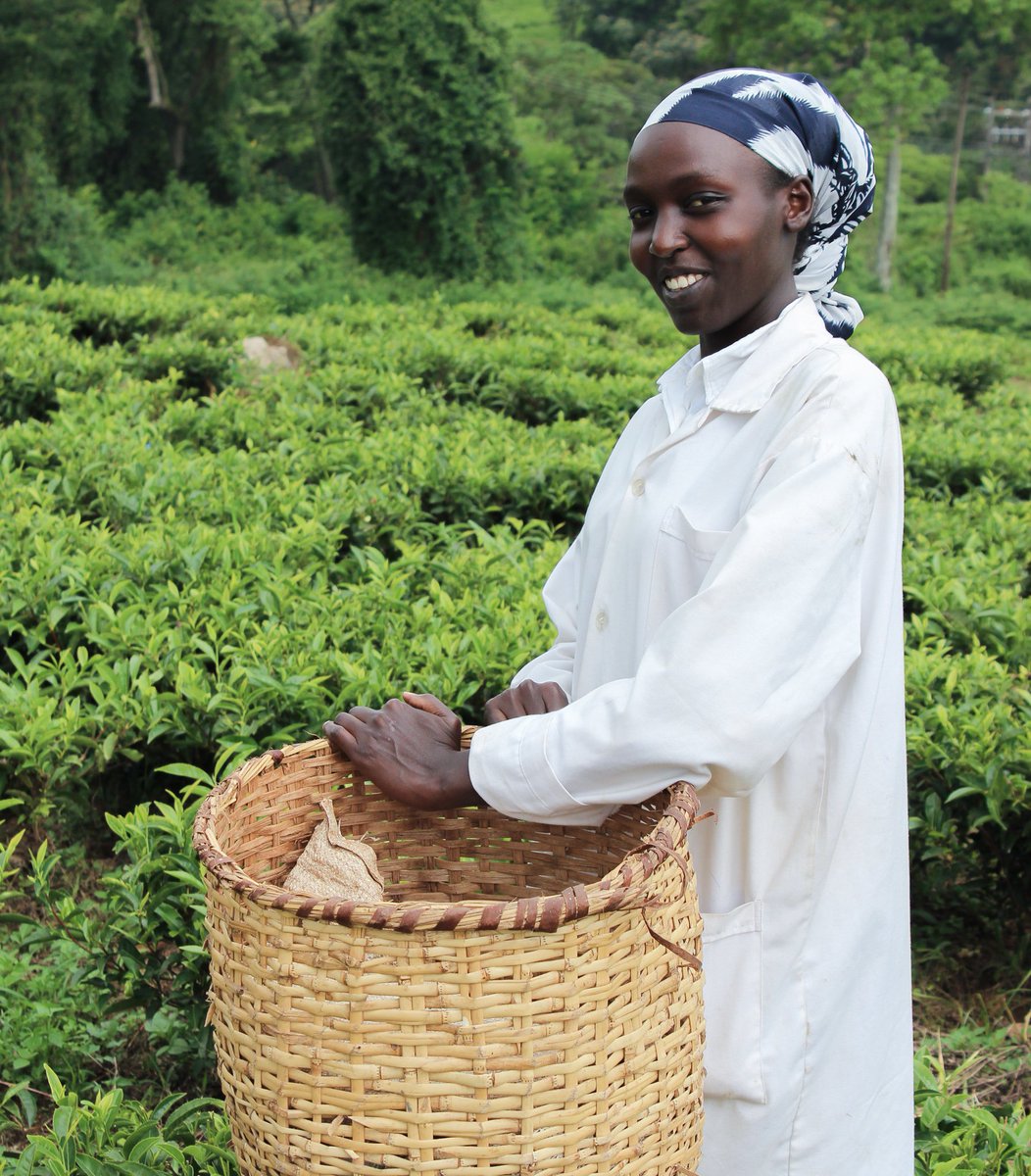 Christine has been with JusTea since the beginning! She is a single mom of two kids and works full time at the factory as a supervisor. Her favourite tea is our Purple Tea because of all the amazing health benefits! Have you seen her featured on our Purple Jasmine tea tin? 💜