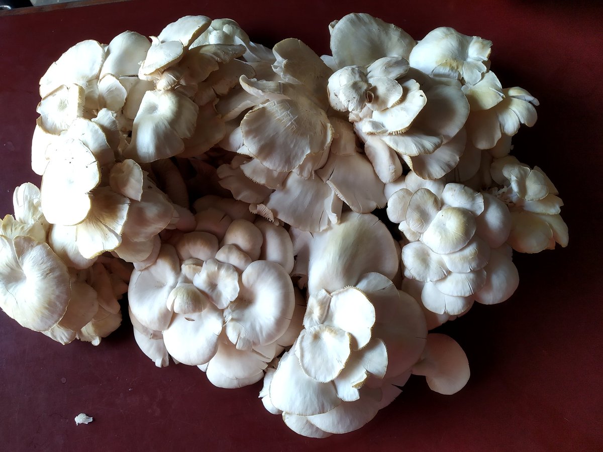 rpcau's tweet photo. Mushroom cultivation for economic and nutritional security https://t.co/mH0c3B91oS