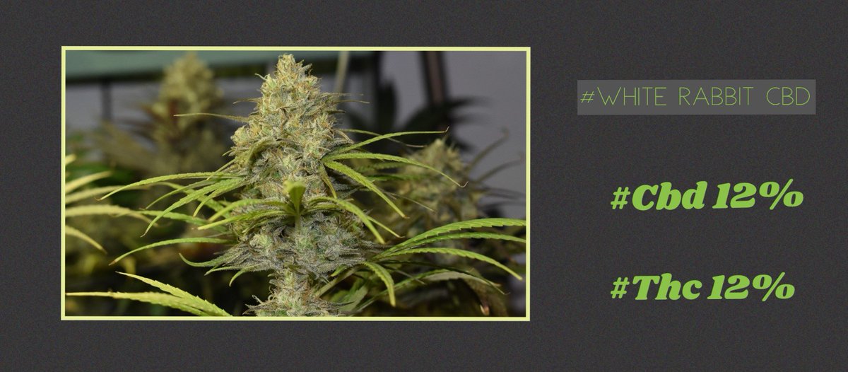 rarofarm's tweet photo. #FelizFinde #FelizViernes #CannabisMedicinal #WhiteRabbitCbd #Thc #Cbd #RegularSeed #Cannabis #Weed ๐๐พ๐๐ฟ #OneLove https://t.co/mlXAyFlnJy