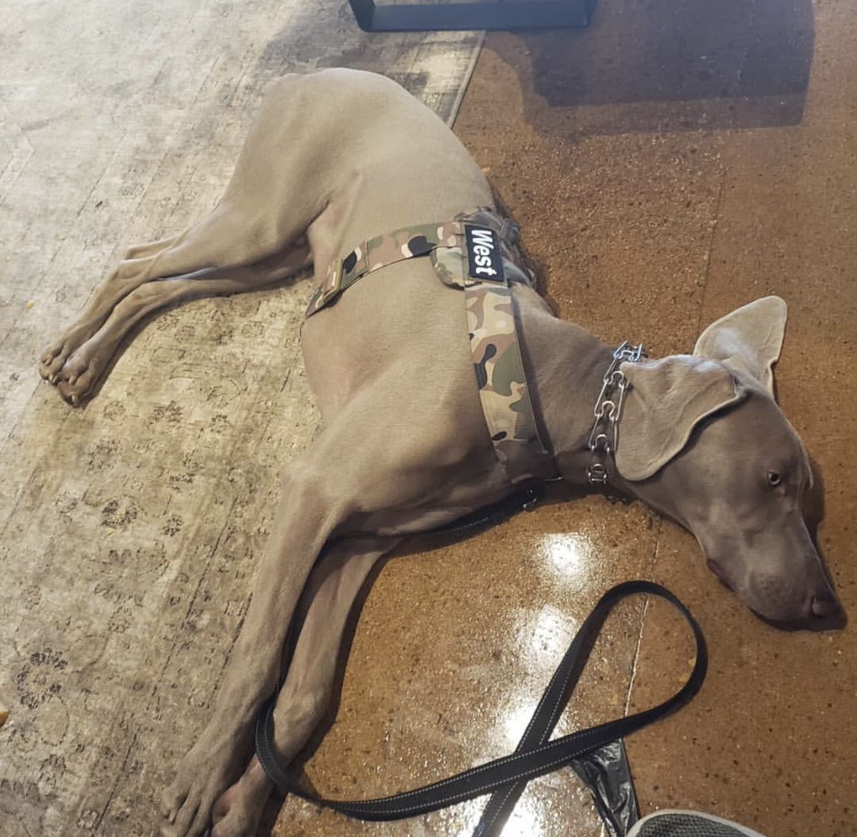 StellarTours's tweet photo. We are feeling this #FridayMood,  #westtheweimaraner! What does everyone have planned for this beautiful weekend?!⁣
⁣
#stellaradventuresaz #weekendmode #weekendadventure #explorearizona #deserttour #atvtour #utvtour #hummertour #hikeaz #bikeaz #goguided #dogsinstagram https://t.co/rVERyikDVb