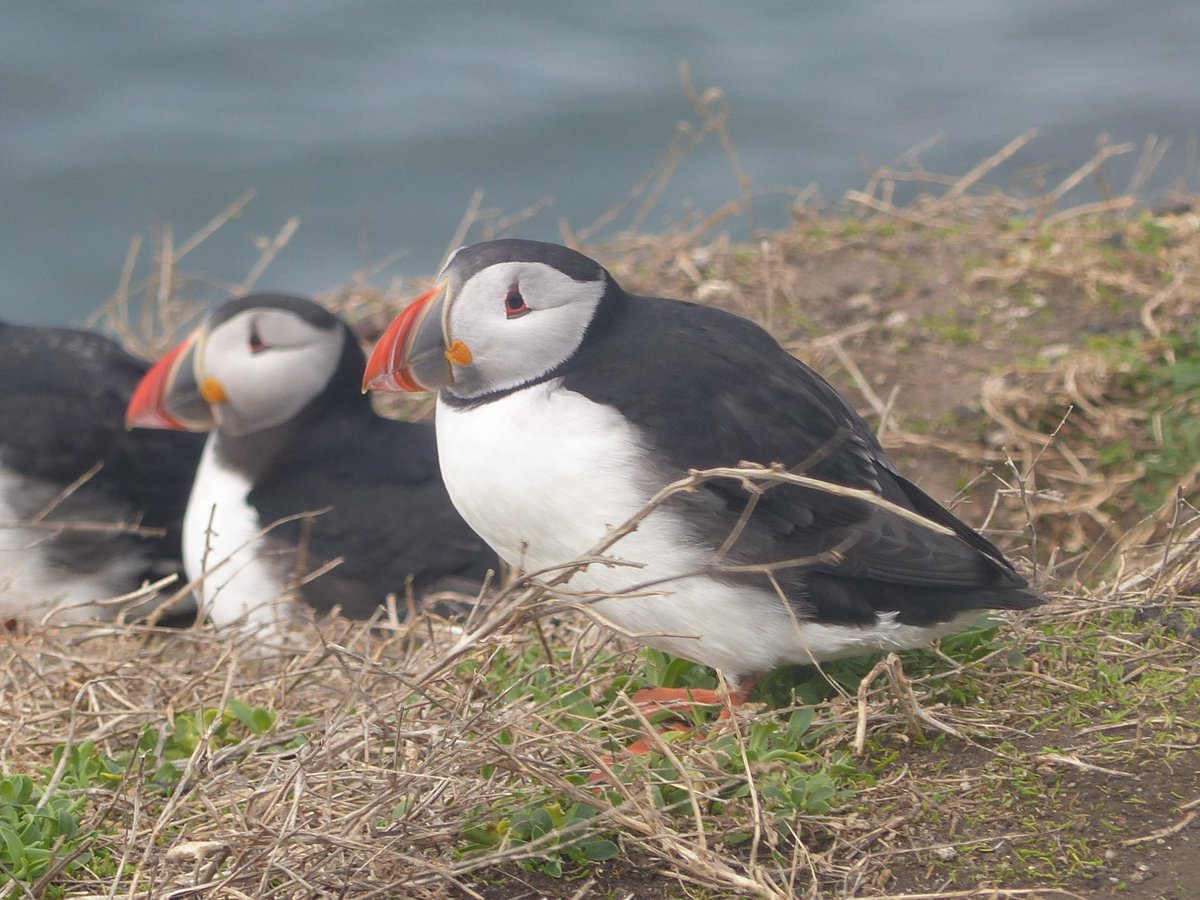 NTFarneIslands's tweet photo. The Puffins have landed!! Dozens were present on Inner Farne today. However, at this early stage they are far from settled...coming and going with the weather. We'll let you know when they stick around. Roll on spring! #puffins #tommynoddy #NTNorthcoast https://t.co/B3D4x8WzzE