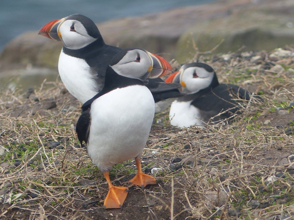 NTFarneIslands's tweet photo. The Puffins have landed!! Dozens were present on Inner Farne today. However, at this early stage they are far from settled...coming and going with the weather. We'll let you know when they stick around. Roll on spring! #puffins #tommynoddy #NTNorthcoast https://t.co/B3D4x8WzzE