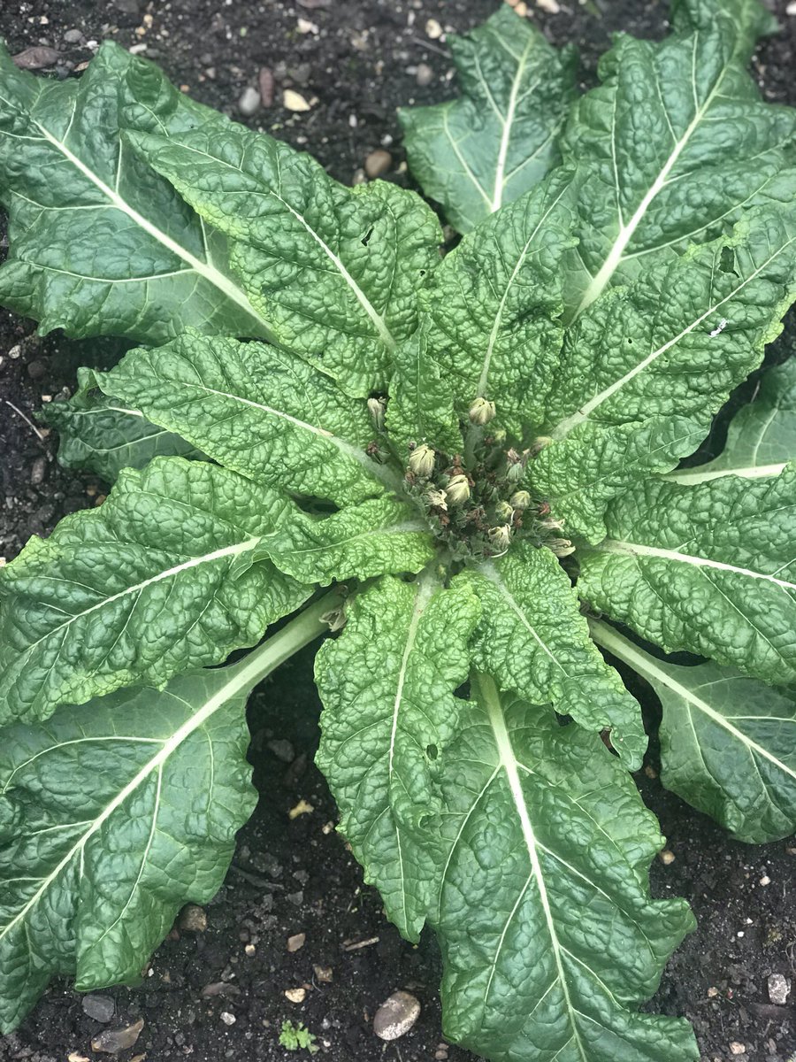 FSampers's tweet photo. Mandragora Officinarum
Just getting my PPE ready for when our Mandrakes are ready to come out! #BitOfMagic growing in the @ChelsPhysicGdn https://t.co/qUgAvVs63T
