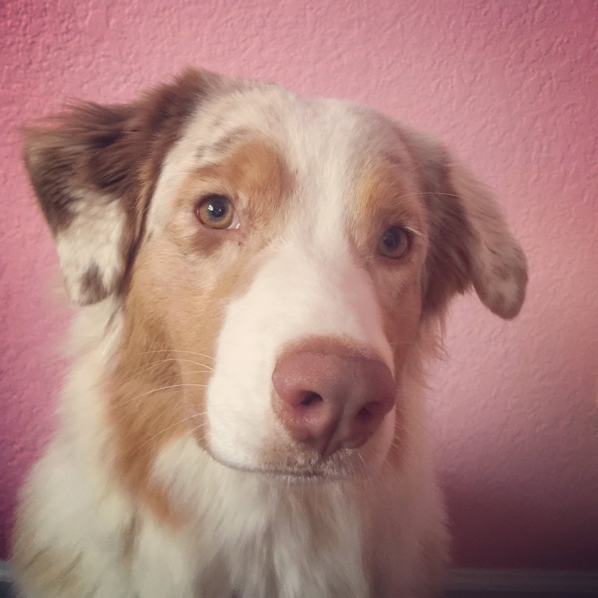 cavotes's tweet photo. It's #NationalPuppyDay! Zoe wants to know if you are registered to vote? 
Do it online: https://t.co/82rLMlH0Ws Woof! 🐶 #cavotes https://t.co/sgUCulYm2T