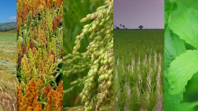 Top 5 Survival Crops for Preppers thesurvivalplaceblog.com/2019/03/22/top…