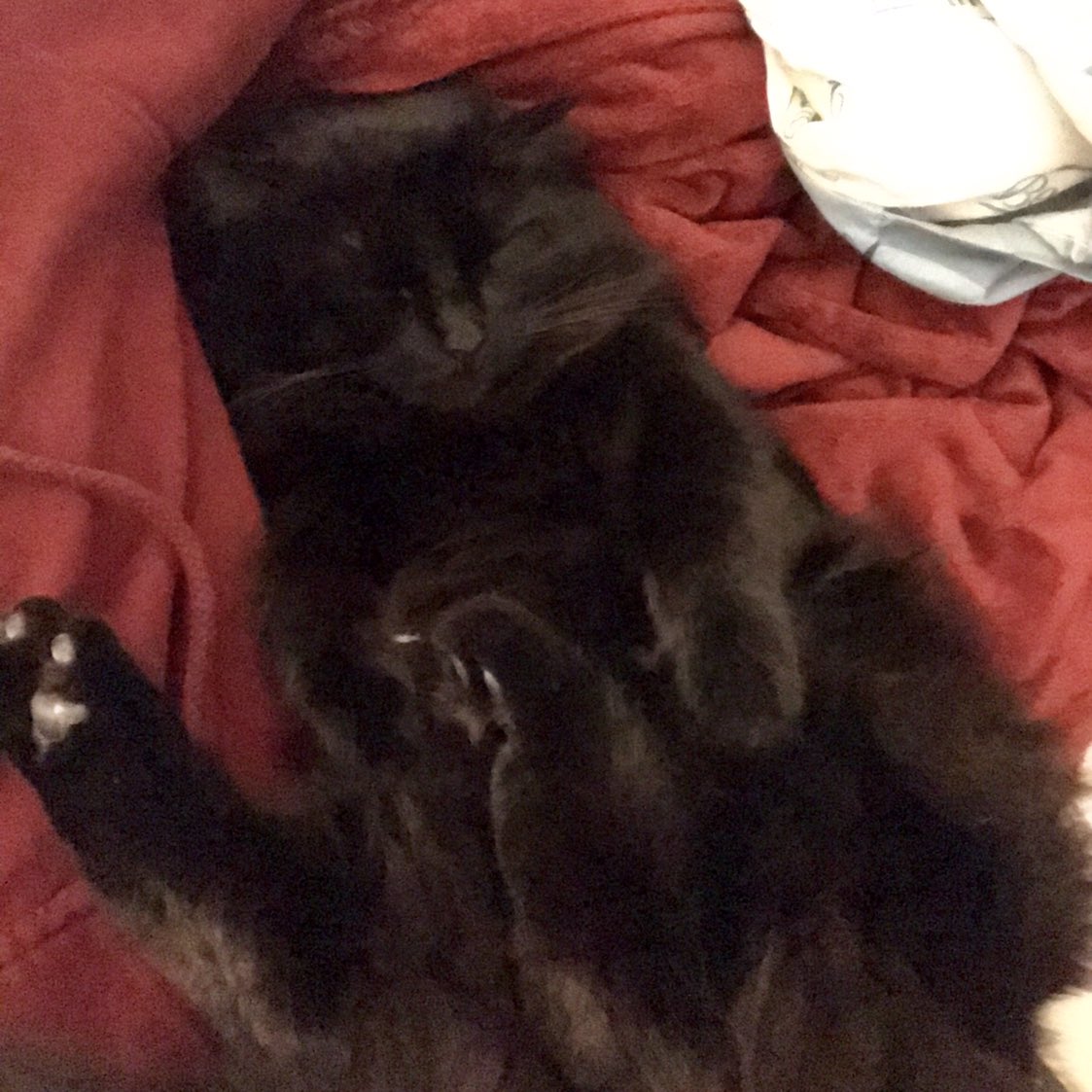 kodathekitten's tweet photo. Thanks, everyone. I’m taking my snuggle duties very seriously. 😼
#PawsUp
#FridayFeels 
#BlackCats https://t.co/waz1XIWtjF