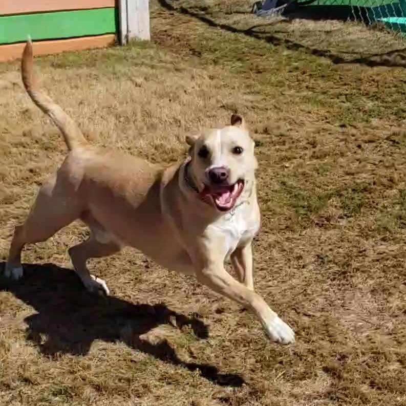 SnugglePupTuck's tweet photo. I’m enjoying my day playing outside at @DogsbyAndy ! I’m always so happy to visit! #puppies #puppy #puppyoftheday #puppylife #puppylove #pitmix #rescuepup #rescuedog #rescueismyfavouritebreed #lovemydog #labpittmix #labpitmix #dog #dogoftheday #ilovemydog #happydog #happydoggie https://t.co/RvtONGclR0