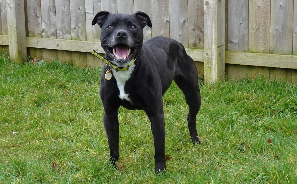 🐾 Why not Adopt - a - Bull? 🐾Our Staffordshire Bull Terriers are simply irresist-a-bull and can't wait to find their forever homes! Keep an eye on our Twitter and Instagram to find out more about them! 🏡🐶 #adoptabull #staffierescue