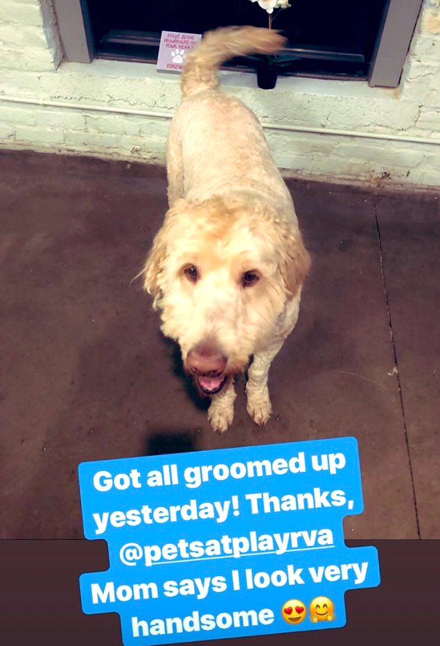 PETSatPLAYrva's tweet photo. #grooming #rva #rvadog #churchhill #dog #doggiedaycare #dogsoftwitter #FridayThoughts #ilovedogs https://t.co/jzXDM3firg