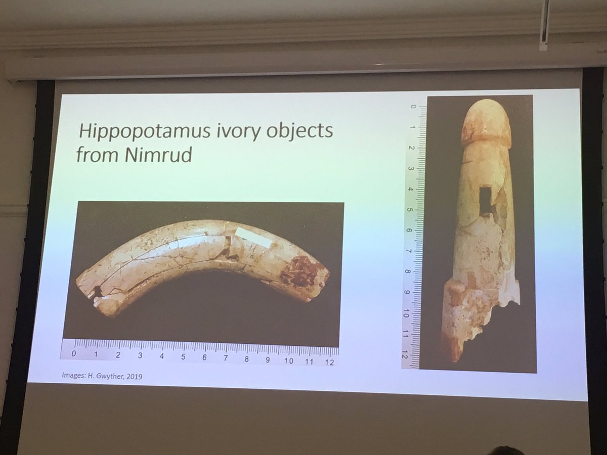 Next up at #aneAnimalEncounters is Hannah Gwyther talking about procuring and producing ivories focused on Nimrud - which seem to be from elephants and hippopotami  #ancientanimals