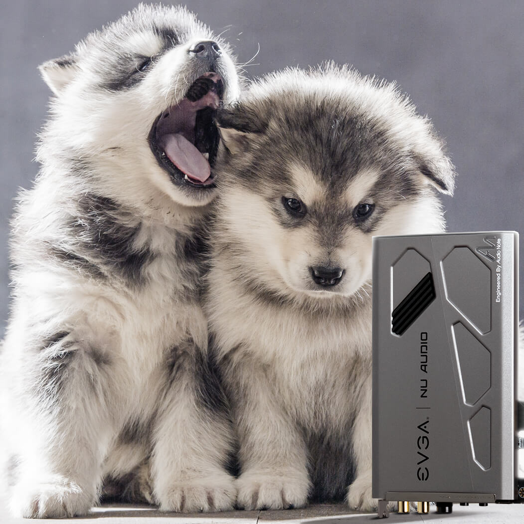 TEAMEVGA's tweet image. When you have a sibling that thinks they can sing but all you want to do is listen to your music! 
Check out the EVGA NU Audio &amp;amp; experience games, music &amp;amp; movies in #LifeLikeAudio evga.com/articles/01281
Don't forget to give some hugs &amp;amp; love to your puppy today! #NationalPuppyDay