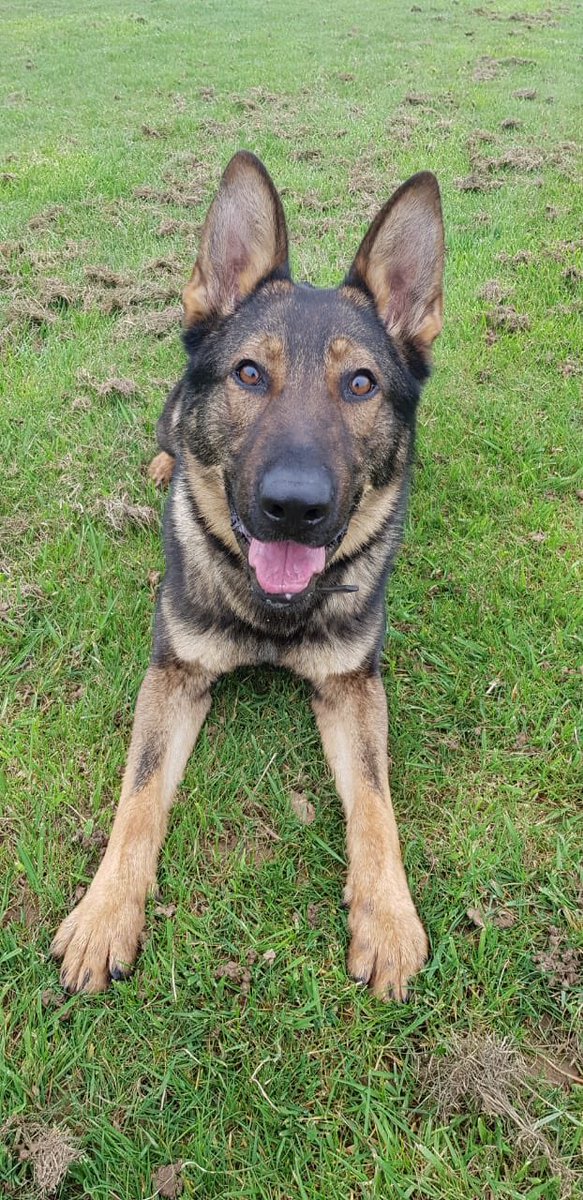 JerseyPoliceDog's tweet photo. We are proud to announce that Pc Harry Matthews and Pd Leo successfully past their initial course this week and are now a fully licensed dog team.
Please welcome them both and look out to see how they both progress as Jerseys newest K9 crime fighters👏👏 https://t.co/3uKQeuwp1x