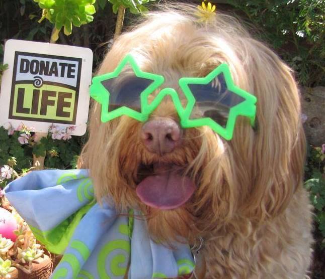DonateLife's tweet photo. Happy #NationalPuppyDay! #DonateLife #FridayFeeling 💙💚 #FlashbackFriday to last year's #BlueGreenDay photo contest! Get ready for this year's contest, info at https://t.co/8QdJlgjSo5. 📷 https://t.co/J9kNM7rqGa