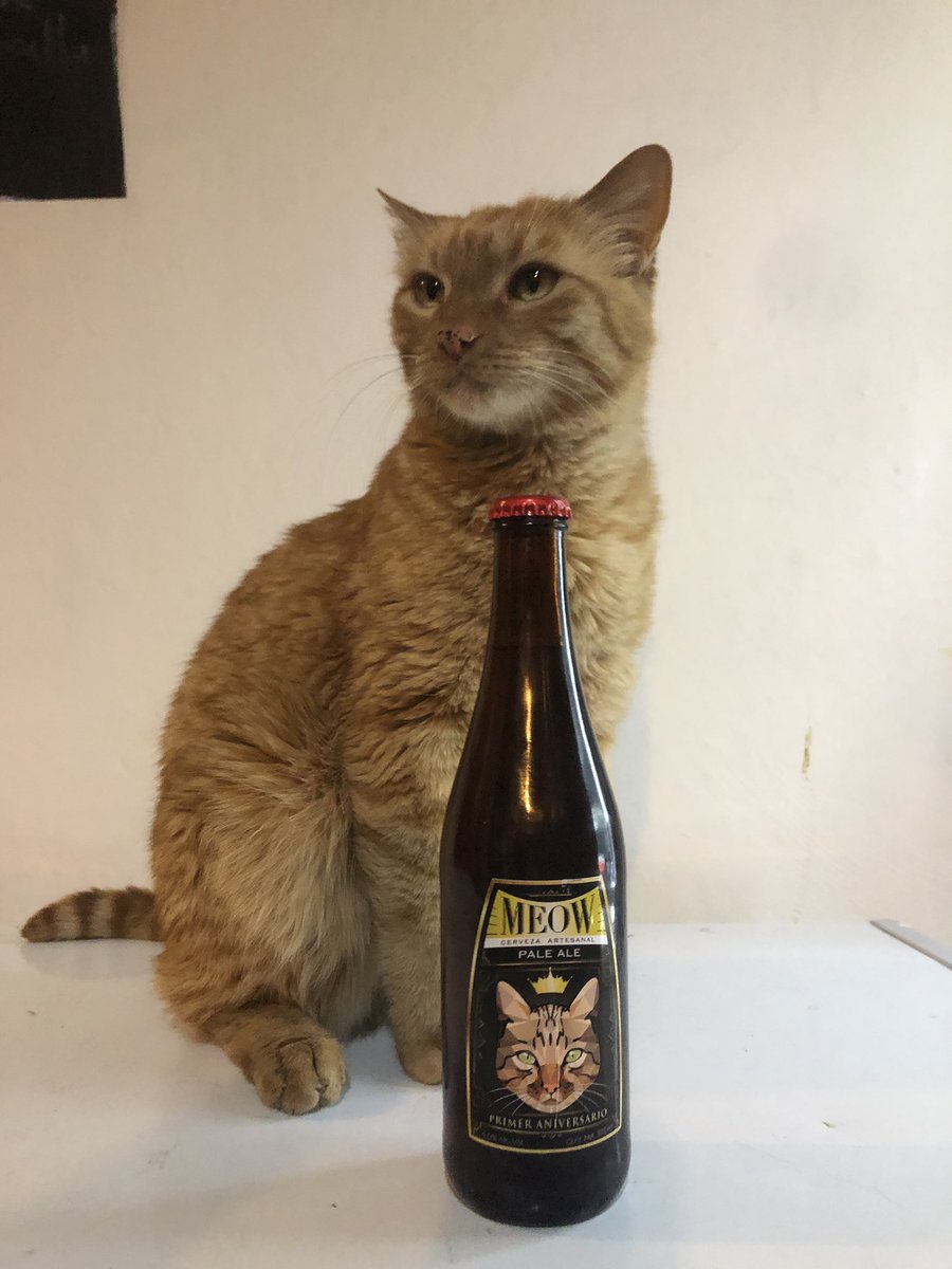 CervezaMeow's tweet photo. Joselo, un súper modelo presumiendo nuestra P. Ale https://t.co/OsJpo2hvUS